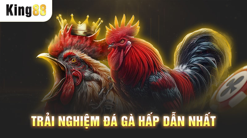 Trải nghiệm đá gà hấp dẫn nhất